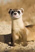 Black-footed ferret {Mustela nigripes} being prepared for release. Captive breeding facility, Colorado, USA