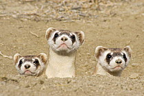 Three Black-footed ferrets {Mustela nigripes} peering out of burrow - family group being prepared for release. Captive breeding facility, Colorado, USA
