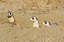 Black-footed ferrets {Mustela nigripes} family group being prepared for release. Captive breeding facility, Colorado, USA