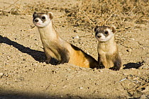 Black-footed ferrets {Mustela nigripes} family group being prepared for release. Captive breeding facility, Colorado, USA