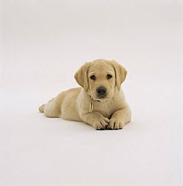 Yellow Labrador Retriever puppy, 8 weeks, wearing collar with identification tube.