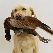 Yellow Labrador Retriever retrieving a dead pheasant