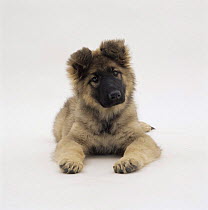 Domestic dog, German Shepherd / Alsatian puppy, "Zena", 12 weeks
