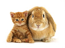 British Shorthair red spotted kitten sitting with sandy Lop rabbit.  *Not available for greeting card use in North America until 31st August 2016. NON DISPONIBLE POUR UNE UTILISATION DANS UN LIVRE JU...