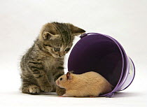 Tabby kitten with hamster in a metal bucket.