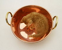Ginger kitten looking at its reflection in a copper pan.