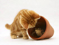 Ginger kitten inspecting a toad in a flower pot.