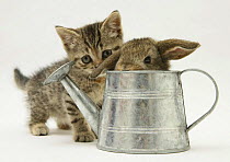 Tabby kitten with young rabbit (Oryctolagus cuniculus) in a metal watering can.
