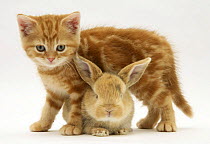 Red tabby British Shorthair kitten standing over baby sandy Lop rabbit.