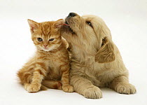 Golden Retriever pup licking the ear of red spotted British Shorthair kitten.