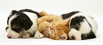 British shorthair red spotted kitten licking its paw and lying between two sleepy tricolour Border Collie pups, all 5 weeks old.