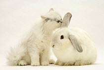 Chinchilla kitten sniffing the ear of a young silver colourpoint rabbit.