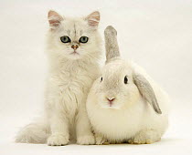 Chinchilla kitten sitting with young silver colourpoint rabbit.