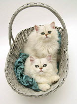 Two white Chinchilla kittens in a basket.