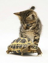 Silver tabby kitten looking at a Hermann's tortoise walking.