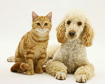 Apricot Poodle, 'Murphy', lying with ginger cat.