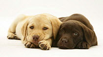 Yellow and Chocolate Labrador Retriever pups lying down together, chins on the floor