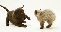 Chocolate Labrador Retriever pup playing with chocolate Birman-cross kitten. Note the kitten's arched back and hairs standing on end in play posture.