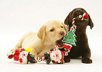 Yellow and Chocolate Labrador Retriever pups chewing on Christmas decorations.