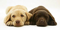 Yellow and Chocolate Labrador Retriever pups lying down with chins on the floor.