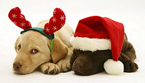 Sleeping chocolate Labrador retriever pup wearing a Santa hat and yellow one wearing reindeer antlers.