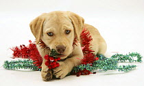 Yellow Labrador Retriever pup wrapped in tinsel and chewing on a decoration