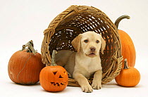 Yellow Labrador Retriever pup lying in wicker basket and pumpkins at Halloween.