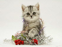 Silver tabby kitten playing with silver tinsel and red berry decoration.
