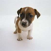 Jack Russell puppy portrait