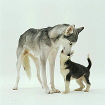 Siberian Husky interacting with puppy
