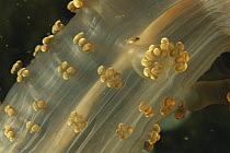 Close up of trunk of Alicia sea anemone {Alicia mirabilis} Mediterranean