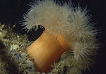 Plumose sea anemone {Metridium senile} UK