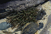 Pimplet sea anemone {Anthopleura ballii} in rock pool, Cornwall, UK