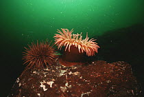 Sea anemone {Tealia lofotensis} and Sea urchin, Canada, Pacific coast