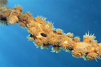 Colonial sea anemones {Actiniaria} on Whip coral skeleton, Indo pacific