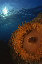 Corallimorph {Pseudocorynactis sp} Indo pacific