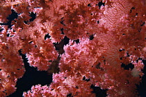 Soft coral {Dendronephthya sp} Red Sea