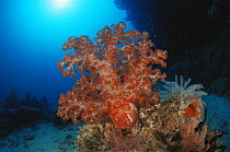 Soft coral {Dendronephthya sp} Indo pacific