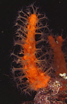Soft coral {Minabea aldersladei} polyps feeding at night, Indo pacific