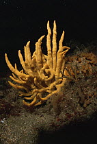 Sponge {Axinella polypoides} UK