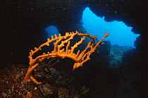 Sponge {Axinella verrucosa} in underwater cave, Mediterranean