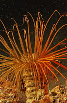 Tube anemone {Cereanthus membranaceus} Mediterranean