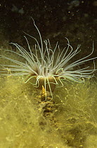 Tube anemone {Cereanthus sp} Mediterranean