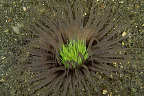 Tube anemone {Cereanthus sp} Sulawesi, Indonesia