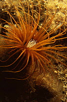 Tube anemone {Cereanthus sp} Mediterranean