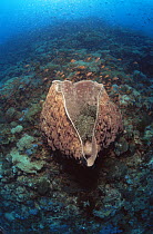 Barrel sponge {Xestospongia testudinaria} with Sea anemones within barrel, Indo pacific