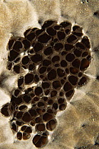 Close up of openings on skin of Black barrel sponge {Ircinia strobilina} Caribbean