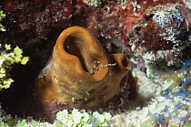Brown tube sponge {Agelas wiedenmayeri} Caribbean