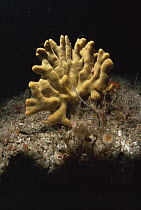 Sponge {Axinella polypoides} UK