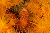 Christmas tree worm {Spirobranchus giganteus} amongst Orange cup coral {Tubastrea coccinea} Bonaire, Caribbean